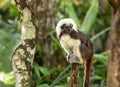 Cotton Top Tamarin Monkey - Saguinus oedipus - sitting on top of a tree branch Royalty Free Stock Photo