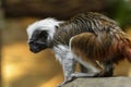 Cotton-top tamarin monkey Royalty Free Stock Photo