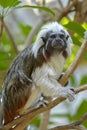 Cotton-top tamarin monkey Royalty Free Stock Photo