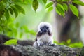 A Cotton-Top Tamarin Monkey on a tree brunch Royalty Free Stock Photo