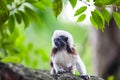 A Cotton-Top Tamarin Monkey on a tree brunch Royalty Free Stock Photo