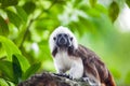 A Cotton-Top Tamarin Monkey on a tree brunch Royalty Free Stock Photo