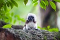 A Cotton-Top Tamarin Monkey on a tree brunch Royalty Free Stock Photo