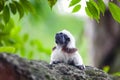 A Cotton-Top Tamarin Monkey on a tree brunch Royalty Free Stock Photo