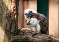 Cotton-top tamarin in open-air Royalty Free Stock Photo