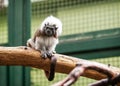 Cotton-top tamarin in open-air Royalty Free Stock Photo