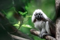 Cotton-top tamarin