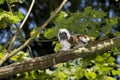 Cotton Top Tamarin or Pinche Marmoset, saguinus oedipus, Adult standing in Tree Royalty Free Stock Photo