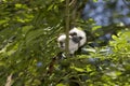 Cotton Top Tamarin or Pinche Marmoset, saguinus oedipus, Adult standing in Tree