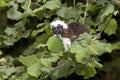 Cotton Top Tamarin or Pinche Marmoset, saguinus oedipus, Adult standing in Tree