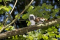 PINCHE saguinus oedipus Royalty Free Stock Photo