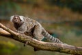 Cotton-top tamarin, RiÃÂ­o Cauca, Colombia. Small mokley hidden in the green tropic forest. Animal from jungle in South America. Wi