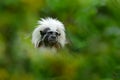 Cotton-top tamarin, RÃÂ­o Cauca, Colombia. Small mokley hidden in the green tropic forest. Animal from jungle in South America.