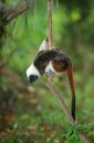 PINCHE saguinus oedipus