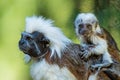 Cotton-top Tamarin - Saguinus oedipus