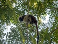 The Cotton-top tamarin, Saguinus oedipus, in a city park in