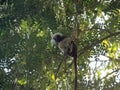 The Cotton-top tamarin, Saguinus oedipus, in a city park in