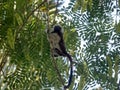 The Cotton-top tamarin, Saguinus oedipus, in a city park in