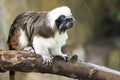 cotton-top tamarin (Saguinus oedipus Royalty Free Stock Photo