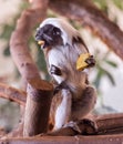 Cotton Top Tamarin, saguinus oedipus, eats a fruit