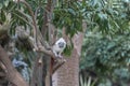 Cotton Top Tamarin  Saguinus oedipus. Exotic animals Royalty Free Stock Photo