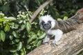 Cotton Top Tamarin Saguinus Oedipus lain on tree branch in sunlight