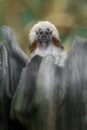 Cotton-top tamarin Royalty Free Stock Photo