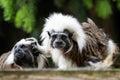 Cotton-top tamarin Saguinus oedipus monkeys Royalty Free Stock Photo