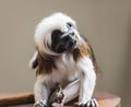 Cotton-Top Tamarin (Saguinus Oedipus).