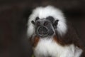 Cotton Top Tamarin, saguinus oedipus, Portrait of Adult Royalty Free Stock Photo