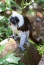 Cotton top tamarin saguinus oedipus Royalty Free Stock Photo