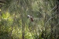 Cotton-top tamarin saguinus oedipus