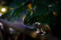 The cotton-top tamarin, Saguinus oedipus sitting on the branch Royalty Free Stock Photo