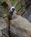 Cotton Top Tamarin, saguinus oedipus, sitting on a rock