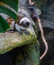 Cotton Top Tamarin, saguinus oedipus, sitting on a rock