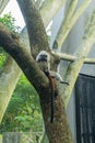 Cotton-top tamarin (Saguinus oedipus) sitting on a tree. Royalty Free Stock Photo