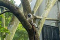 Cotton-top tamarin (Saguinus oedipus) sitting on a tree. Royalty Free Stock Photo
