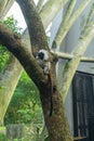 Cotton-top tamarin (Saguinus oedipus) sitting on a tree. Royalty Free Stock Photo