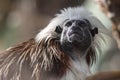 The cotton-top tamarin (Saguinus oedipus), small monkey Royalty Free Stock Photo