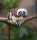 Cotton-top tamarin, Saguinus oedipus - small New World monkey sits on a branch. Denizen tropical forest edges and secondary forest Royalty Free Stock Photo