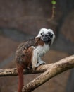 Cotton-top tamarin, Saguinus oedipus - small New World monkey sits on a branch. Denizen tropical forest edges and secondary forest Royalty Free Stock Photo