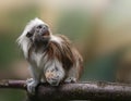 Cotton-top tamarin, Saguinus oedipus - small New World monkey sitting on a branch and holding bread in its paw . Denizen tropical Royalty Free Stock Photo