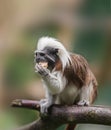 Cotton-top tamarin, Saguinus oedipus - small New World monkey sitting on a branch and holding bread in its paw . Denizen tropical Royalty Free Stock Photo