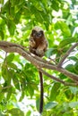 Cotton-top tamarin (Saguinus oedipus), Cartagena. Colombia wildlife animal