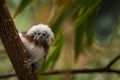 Cotton-top tamarin Royalty Free Stock Photo