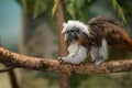 Cotton-top tamarin Royalty Free Stock Photo