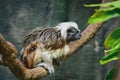 Cotton-top tamarin (Saguinus oedipus) a species of primate, the animal sits on a tree branch Royalty Free Stock Photo