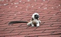 Cotton top tamarin sitting on rooftop Royalty Free Stock Photo