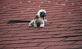 Cotton top tamarin sitting on rooftop Royalty Free Stock Photo