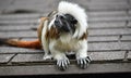 Cotton top tamarin sitting on rooftop Royalty Free Stock Photo